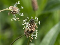 Plantago